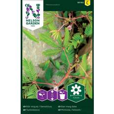 Krukker, Planter & Dyrkning Nelson Garden Mimose Følsom 45 pack Blomsterfrø