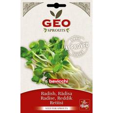 Semi Geo Radish Seeds