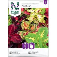 Nelson Garden Plectranthus Scutellarioides Blomsterfrø