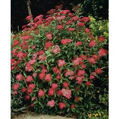 Piardino Spiraea Japonica Anthony Waterer