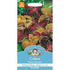 Mr Fothergills Seeds Ltd Coleus Flame Dancers 100 Seeds Pack