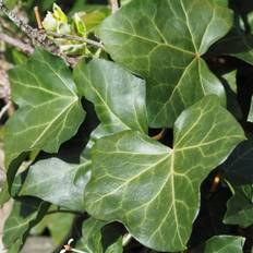 Hedera hibernica Hedera Hibernica 'Hestor'