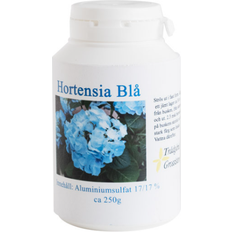 Hortensia Hortensia Blå