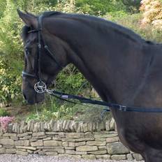 John Whitaker Elasticated Side Rein