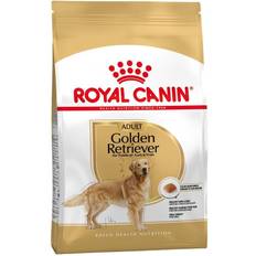 Golden Retriever Adult