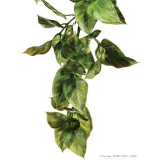 Hanging Rainforest Plants Amapallo Medium