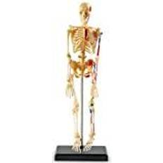 Learning Resources LER3337 Model Skeleton