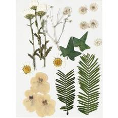 Gule DIY Creotime Pressed Flowers and leaves, off-white, 19 asstd. 1 pack