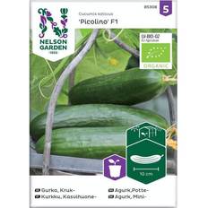 Nelson Garden Økologisk Miniagurk Picolino F1 Grøntsagsfrø