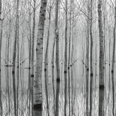 Tapeter Birch Forest In The Water