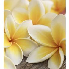 Fototapet "Plumeria"