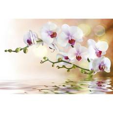 Tapeter Dimex FOTOTAPET EASY UP WHITE ORCHID