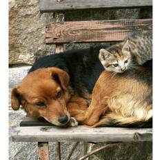 Fototapet "Katt och hund"