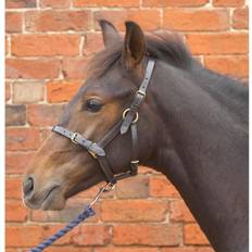 Brown Horse Halters Hy Equestrian Leather Foal Head Collar