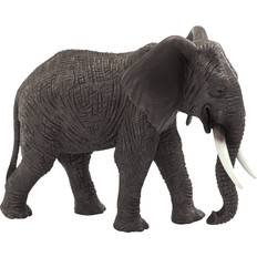 African Elephant Wildlife Animal