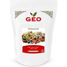 Lentil Seeds