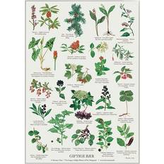 29.7 cm Plakater Koustrup & Co. Toxic Berries Plakat 21x29.7cm