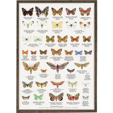 59.4 cm Plakater Koustrup & Co. Butterflies Plakat 42x59.4cm