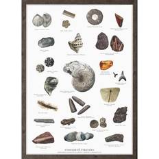 Koustrup & Co. Fossils Plakat 20.7x21cm