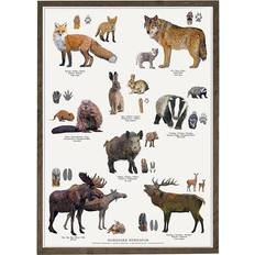 29.7 cm Plakater Koustrup & Co. Nordic Animals Tracks Plakat 21x29.7cm