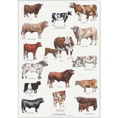 29.7 cm Plakater Koustrup & Co. Cattle Breeds Plakat 21x29.7cm