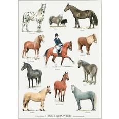 Koustrup & Co. Horses and Ponies Plakat 42x59.4cm