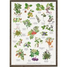 Koustrup & Co. Edible Wild Fruits Plakat 42x59.4cm