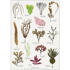 59.4 cm Plakater Koustrup & Co. Edible Seaweed Plakat 42x59.4cm