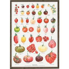 59.4 cm Plakater Koustrup & Co. Tomatoes Plakat 42x59.4cm