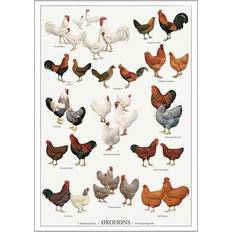 Koustrup & Co. Chicken Breeds Plakat 42x59.7cm