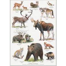 Koustrup & Co. Nordic Animals Plakat 42x60cm