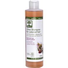 Hårprodukter Bioselect Olive Shampoo for Colored Hair 200ml