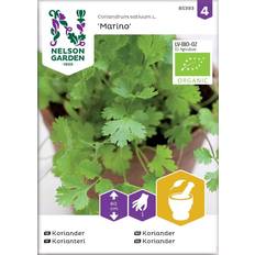 Nelson Garden Coriandrum Sativum L Krydderurtefrø