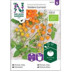 Nelson Garden Tomat, Solanum Pimpinellifolium Grøntsagsfrø