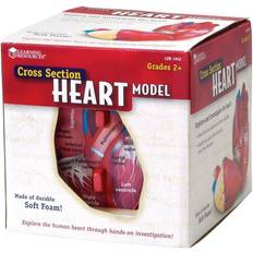 Learning Resources Cross Section Heart Model