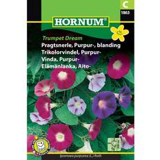 Hornum Pragtsnerle Purpur 'Trumpet Dream' Blanding (1863) Blomsterfrø