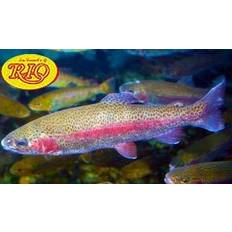 Fishing Equipment RIO Powerflex Trout Tapered Leader