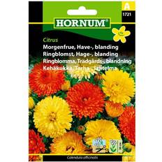 Hornum Blomsterfrø Hornum Morgenfrue Have Blanding Citrus