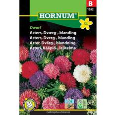 Asters Dværg Blanding Dwarf