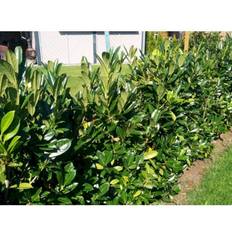 Cherry Laurel Genolia 125-150cm Hækplante