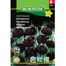 Flower beauty Hornum Kornblomst Dark Beauty