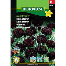 Kornblomst Dark Beauty
