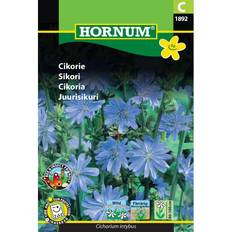 Krukker, Planter & Dyrkning Hornum Cikorie