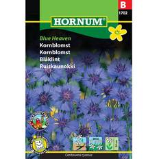 Hornum Kornblomst Blue Heaven