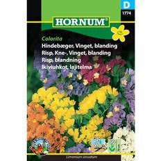 Perenn Blomsterfröer Hornum Colorita Hindebæger Vinget Blanding