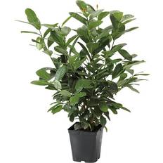 Cherry Laurel Potteplante