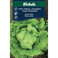 Weibulls Iceberg Salat Grøntsagsfrø
