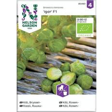 Nelson Garden Rosenkål Igor F1 Grøntsagsfrø