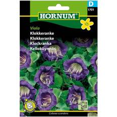 Hornum Klokkeranke Viola Blomsterfrø