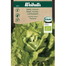 Weibulls Salat Victoria Grøntsagsfrø
